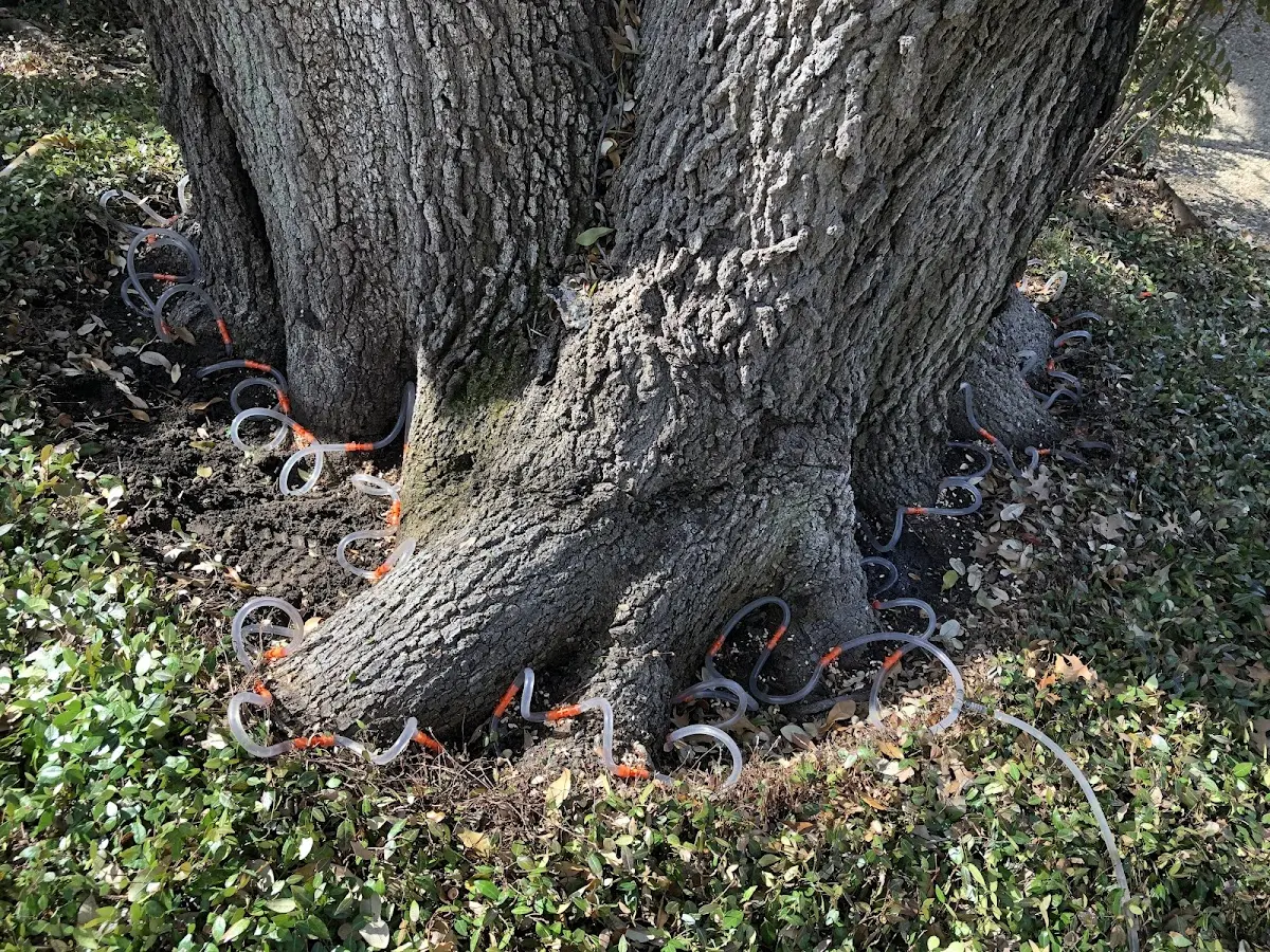 Detailed Tree Cabling and Bracing job site in Lake Leelanau