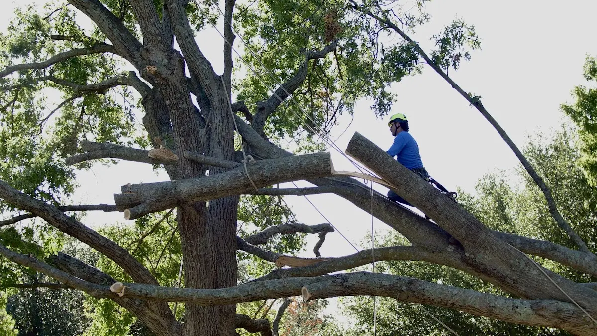 Professional Hazardous Tree Removal performed by certified arborists in Lake Leelanau