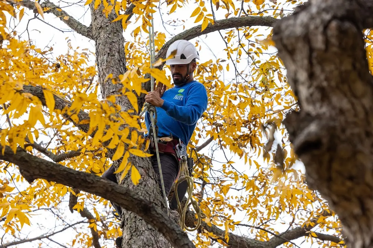 Skilled Tree Pruning crew working in Lake Leelanau